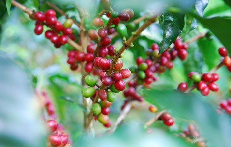 Kaffe plante